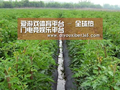 种植基地三